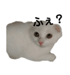 ほたる's スタンプ（子猫）（個別スタンプ：11）