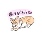 コーギーのハナちゃん（個別スタンプ：1）
