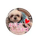 シーズー・エメちゃん③（個別スタンプ：2）