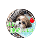 シーズー・エメちゃん③（個別スタンプ：3）