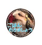 シーズー・エメちゃん③（個別スタンプ：4）