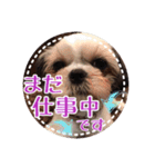 シーズー・エメちゃん③（個別スタンプ：5）