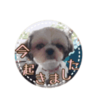 シーズー・エメちゃん③（個別スタンプ：6）