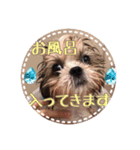 シーズー・エメちゃん③（個別スタンプ：7）
