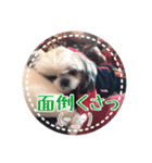 シーズー・エメちゃん③（個別スタンプ：8）
