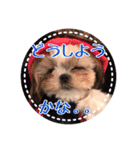 シーズー・エメちゃん③（個別スタンプ：9）