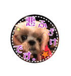 シーズー・エメちゃん③（個別スタンプ：11）