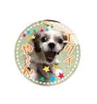 シーズー・エメちゃん③（個別スタンプ：12）