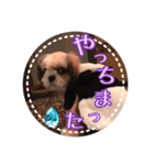シーズー・エメちゃん③（個別スタンプ：13）