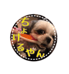 シーズー・エメちゃん③（個別スタンプ：14）