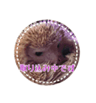 シーズー・エメちゃん③（個別スタンプ：16）