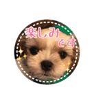 シーズー・エメちゃん ⑤（個別スタンプ：1）