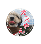 シーズー・エメちゃん ⑤（個別スタンプ：2）