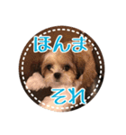シーズー・エメちゃん ⑤（個別スタンプ：4）