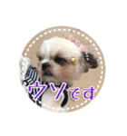 シーズー・エメちゃん ⑤（個別スタンプ：5）