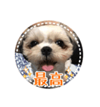 シーズー・エメちゃん ⑤（個別スタンプ：6）
