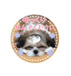 シーズー・エメちゃん ⑤（個別スタンプ：7）