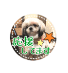 シーズー・エメちゃん ⑤（個別スタンプ：9）