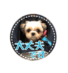 シーズー・エメちゃん ⑤（個別スタンプ：10）