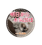 シーズー・エメちゃん ⑤（個別スタンプ：13）