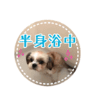 シーズー・エメちゃん ⑤（個別スタンプ：15）