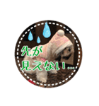 シーズー・エメちゃん ⑤（個別スタンプ：16）
