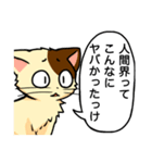 高圧的な猫スタンプ（個別スタンプ：17）