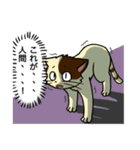 高圧的な猫スタンプ（個別スタンプ：28）