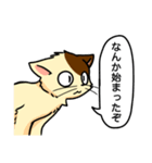 高圧的な猫スタンプ（個別スタンプ：31）