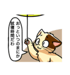 高圧的な猫スタンプ（個別スタンプ：37）