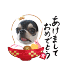 チワワのこはるです（個別スタンプ：5）