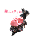 チワワのこはるです（個別スタンプ：14）