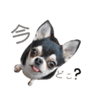 チワワのこはるです（個別スタンプ：15）