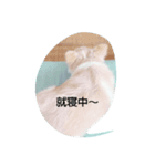 可愛い～ 犬 NATURAL BEAUTY マリンブルー（個別スタンプ：1）