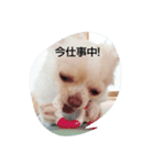 可愛い～ 犬 NATURAL BEAUTY マリンブルー（個別スタンプ：2）
