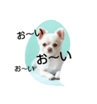 可愛い～ 犬 NATURAL BEAUTY マリンブルー（個別スタンプ：4）
