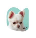 可愛い～ 犬 NATURAL BEAUTY マリンブルー（個別スタンプ：5）
