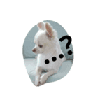 可愛い～ 犬 NATURAL BEAUTY マリンブルー（個別スタンプ：6）