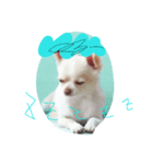 可愛い～ 犬 NATURAL BEAUTY マリンブルー（個別スタンプ：8）
