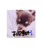 我が家の動物(￣▽￣)（個別スタンプ：2）