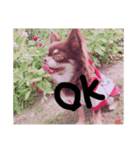 我が家の動物(￣▽￣)（個別スタンプ：3）
