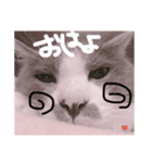 我が家の動物(￣▽￣)（個別スタンプ：4）