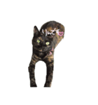 我が家の動物(￣▽￣)（個別スタンプ：7）