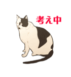 ぶちねこ 千代様スタンプ（個別スタンプ：36）