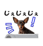 冬を乗り切るミニピンスタンプ2（個別スタンプ：1）