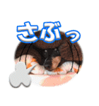 冬を乗り切るミニピンスタンプ2（個別スタンプ：6）
