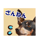 冬を乗り切るミニピンスタンプ2（個別スタンプ：13）