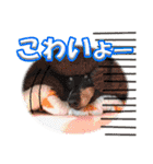 冬を乗り切るミニピンスタンプ2（個別スタンプ：17）