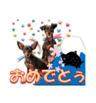 冬を乗り切るミニピンスタンプ2（個別スタンプ：36）