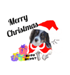 クリスマスお正月ワンこの挨拶（個別スタンプ：1）